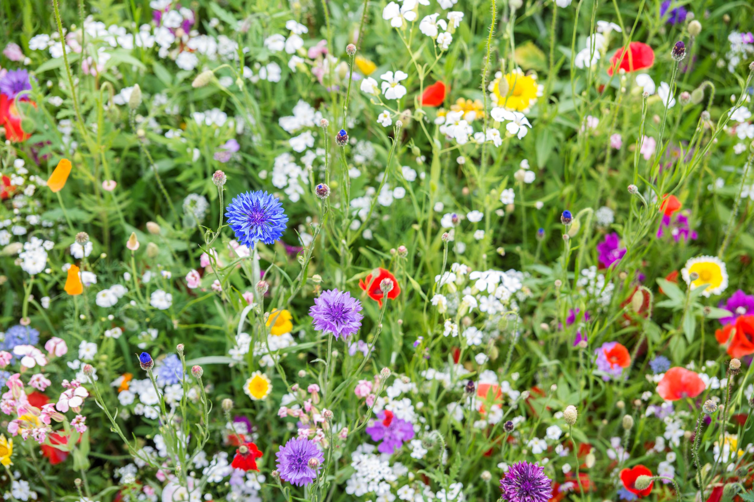 Wildflowers are wildly easy!