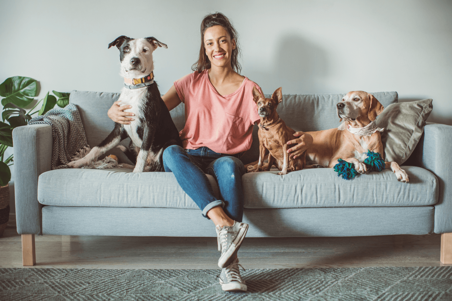 2025 october quealy renting with pets a landlords guide 1