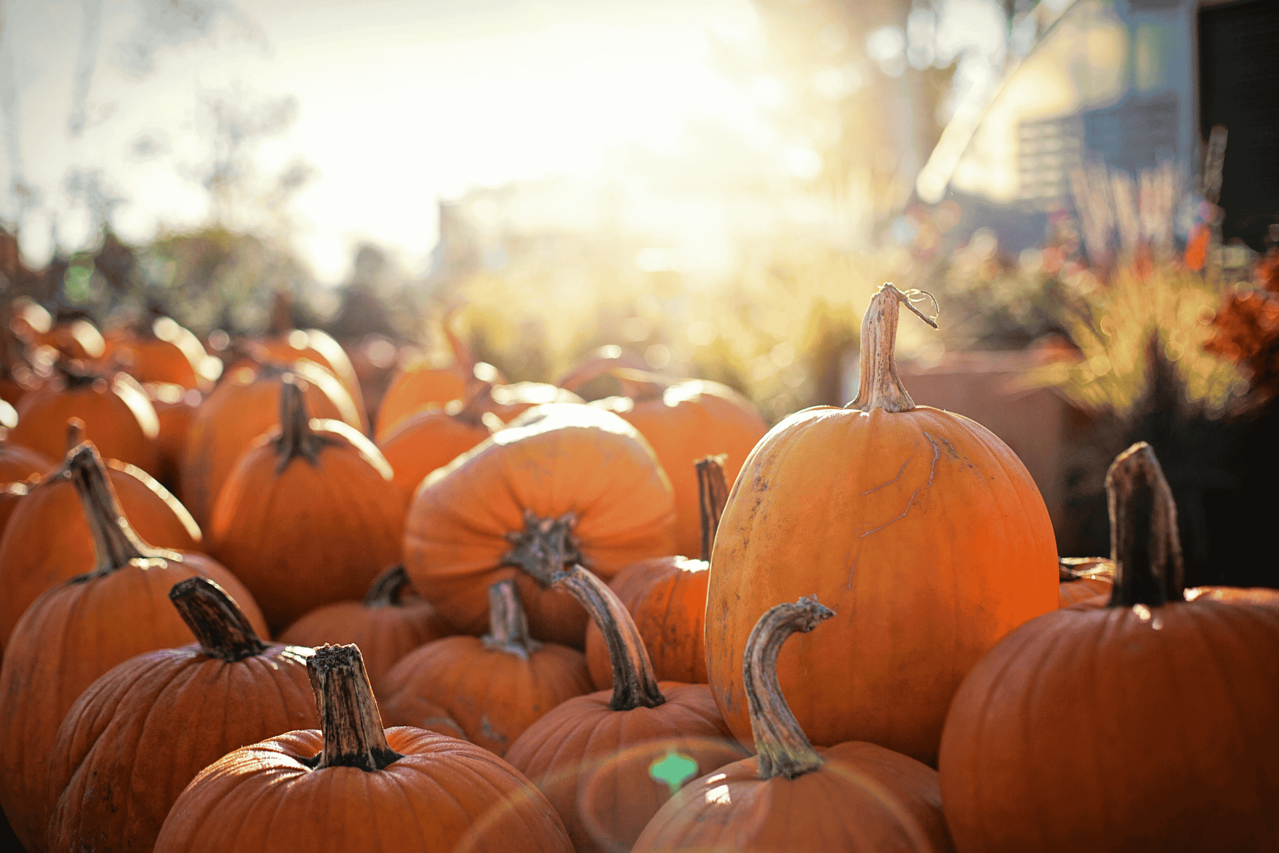 2026 SEPTEMBER QUEALY WHATS ON IN KENT IN OCTOBER 1