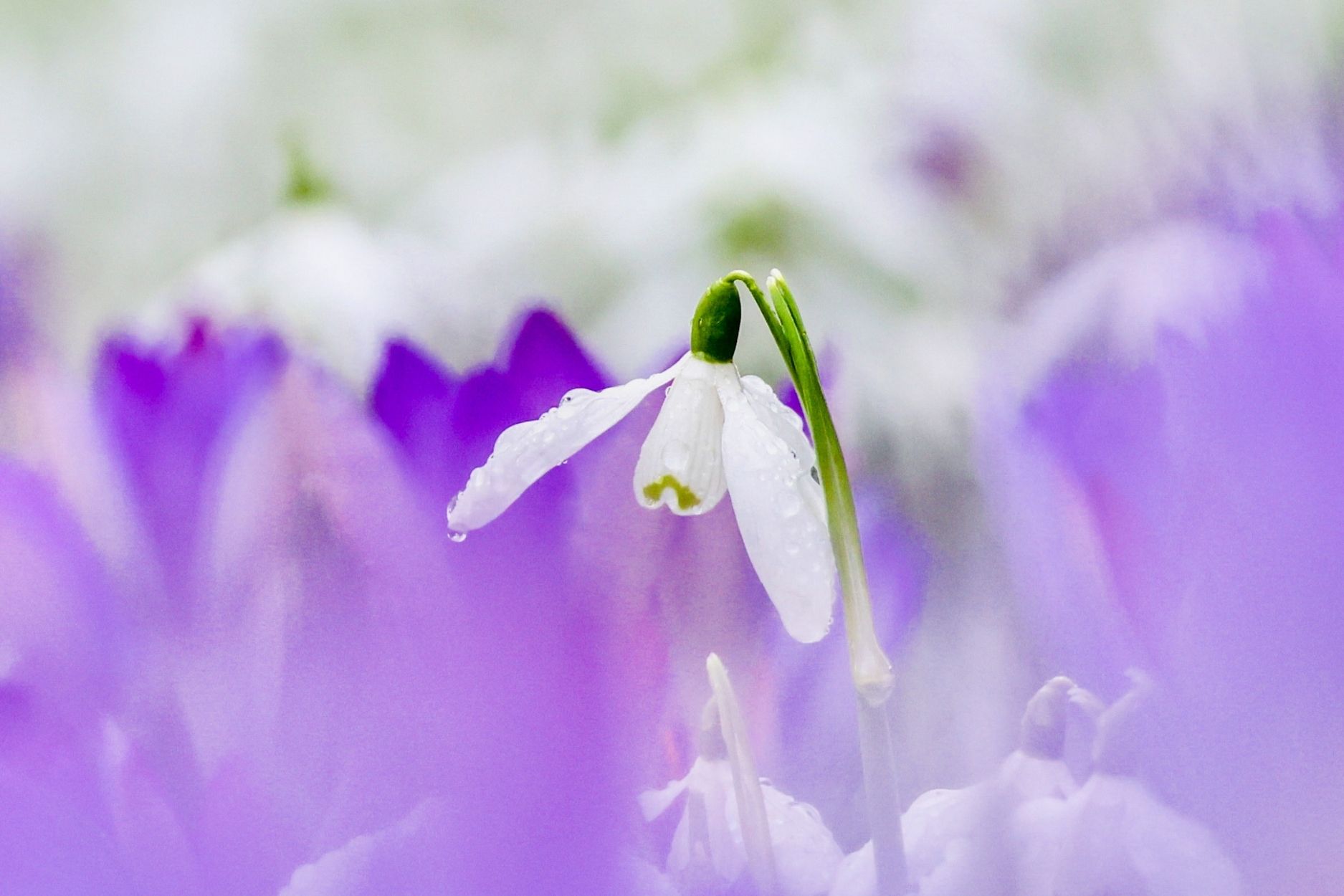 2026 february quealy snowdrops in kent 2