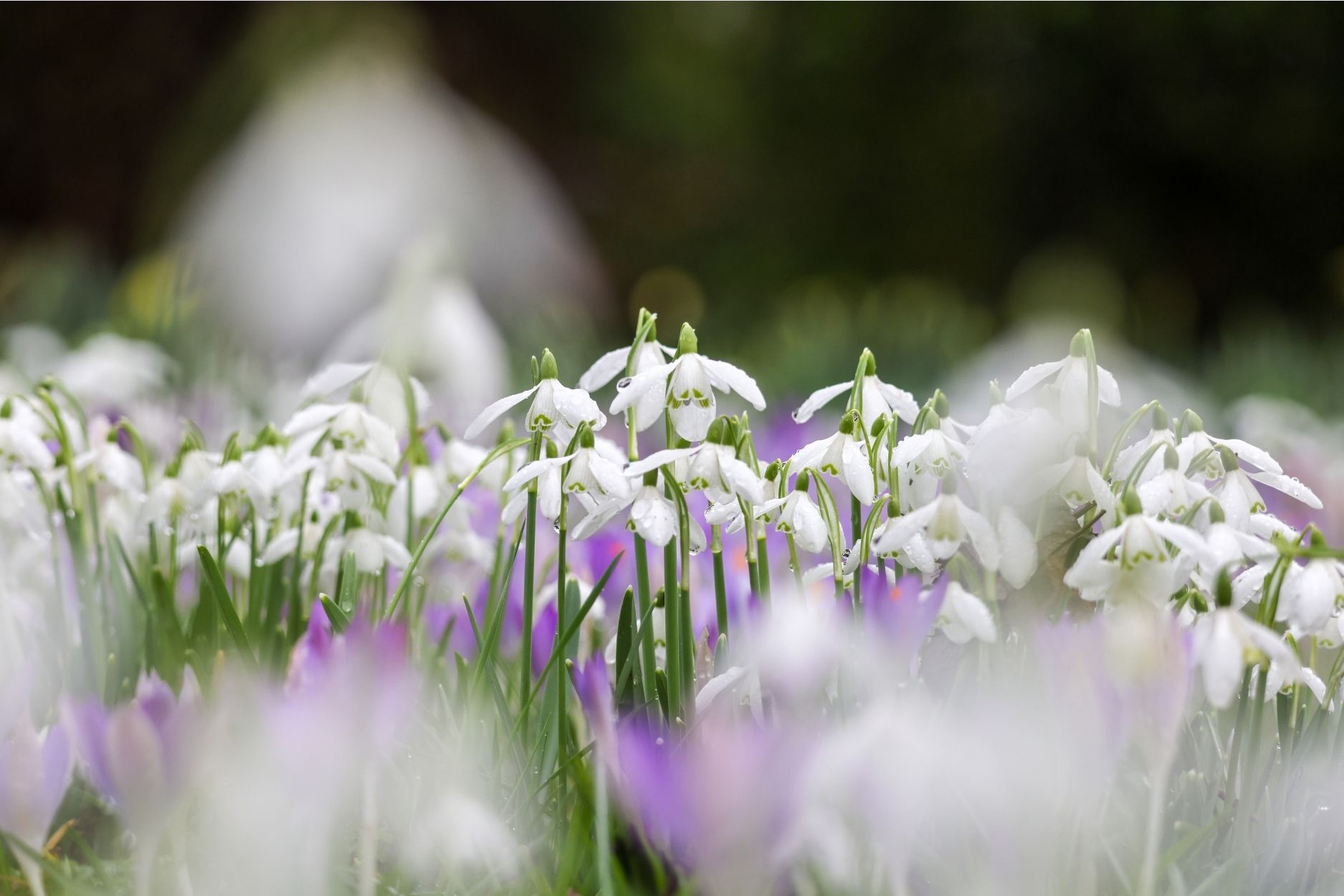 2026 february quealy snowdrops in kent 3