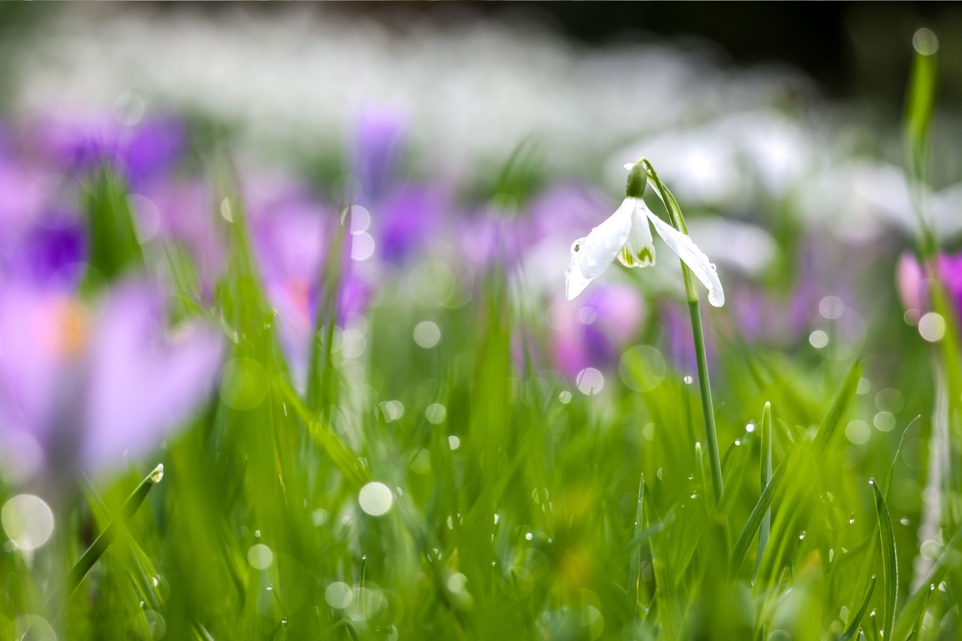 2026 february quealy snowdrops in kent 4