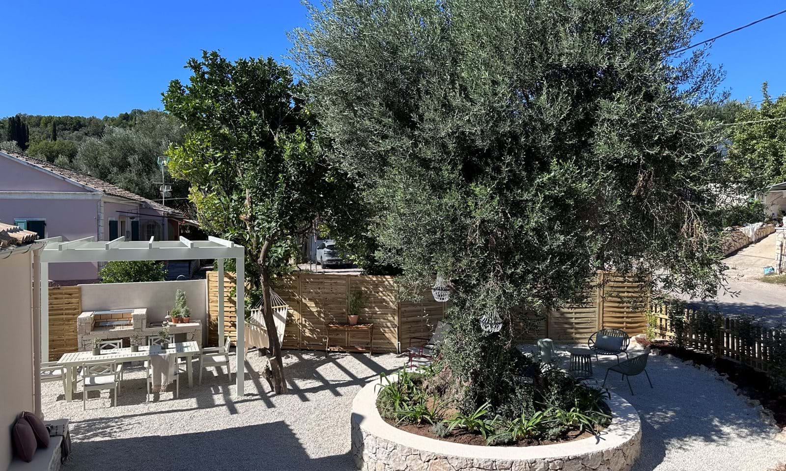 ALAMANDA 2 FRONT COURTYARD OLIVE TREE