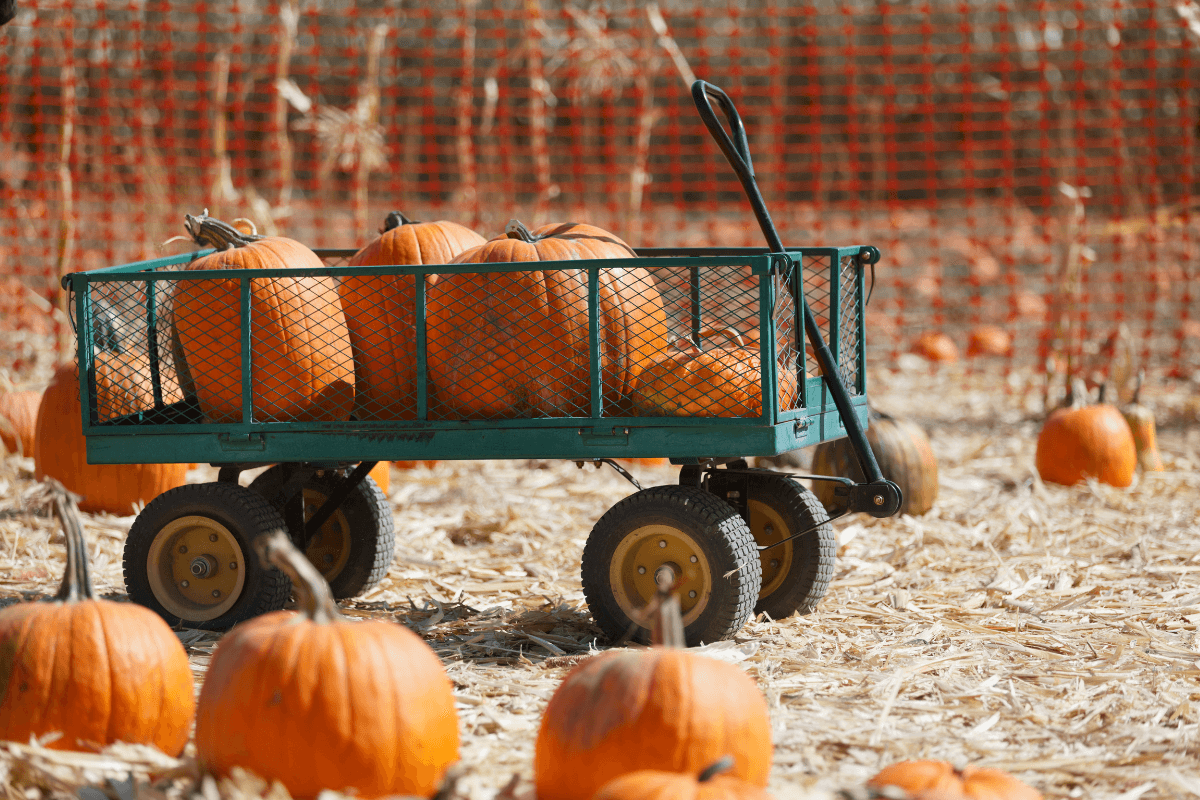 SEPTEMBER 2023 PUMPKIN PATCHES IN KENT 2