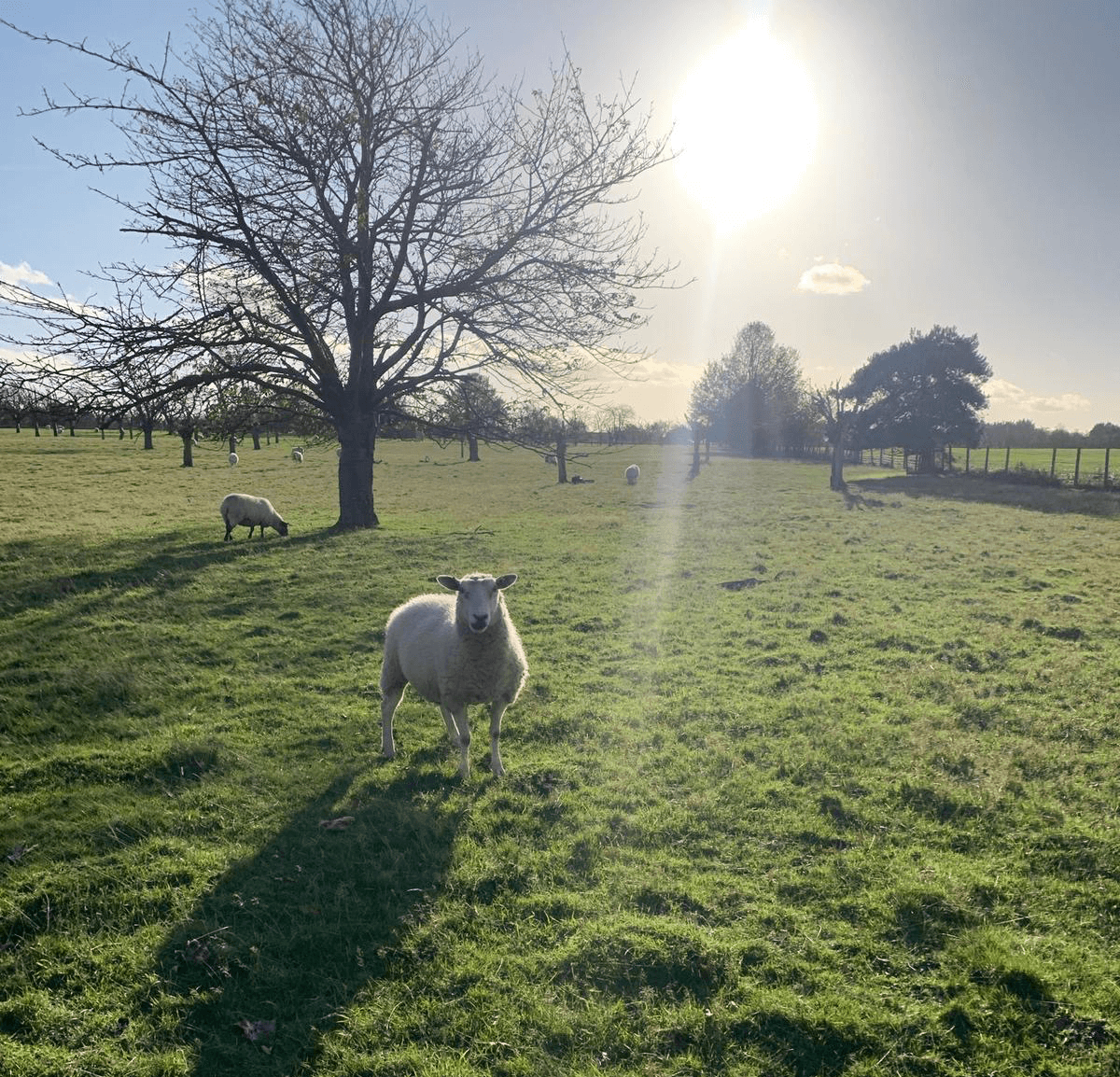 sheep on walk with sun behind them in kent