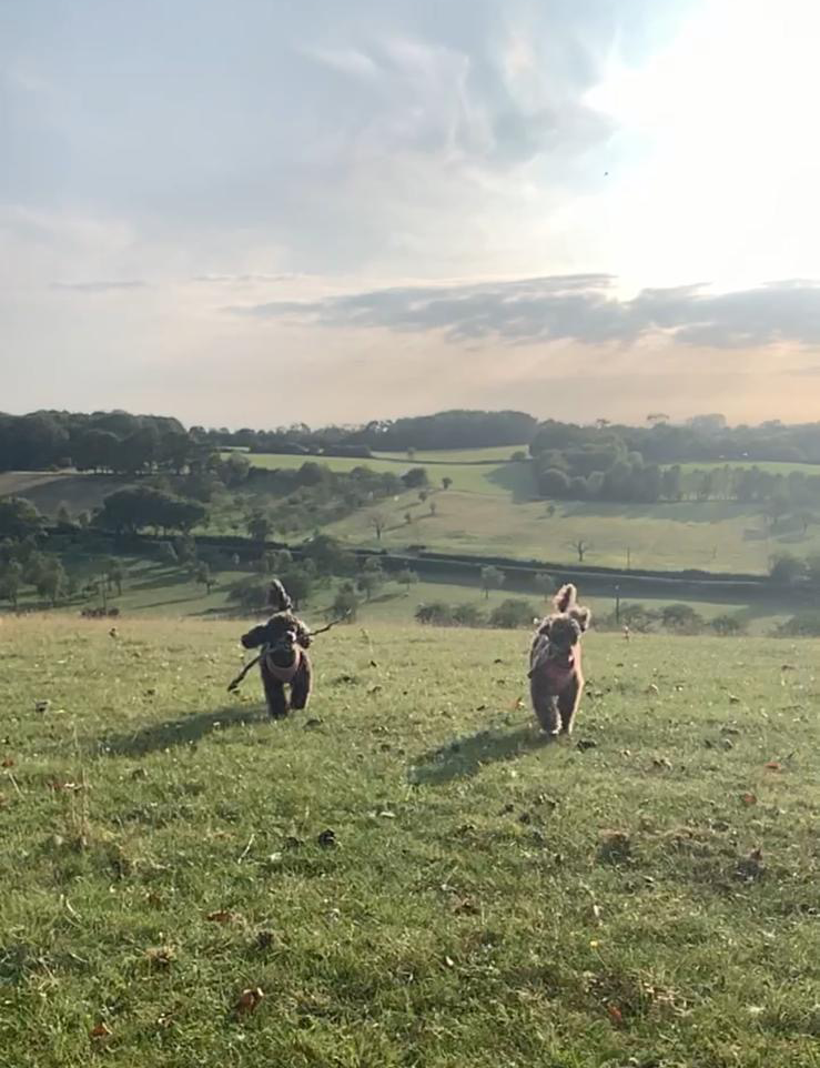 dogs enjoying countryside walk outside sittingbourne in kent