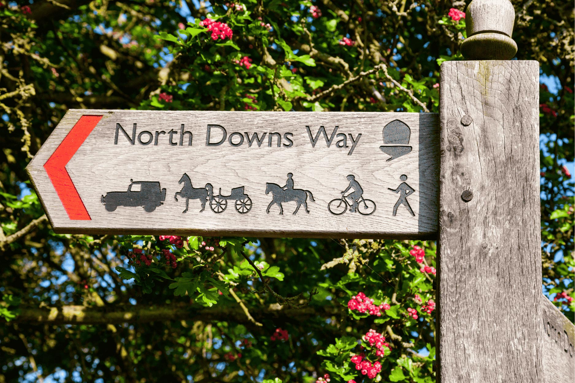 2025 JUNE quealy Kent countryside dickens nature reserve 2